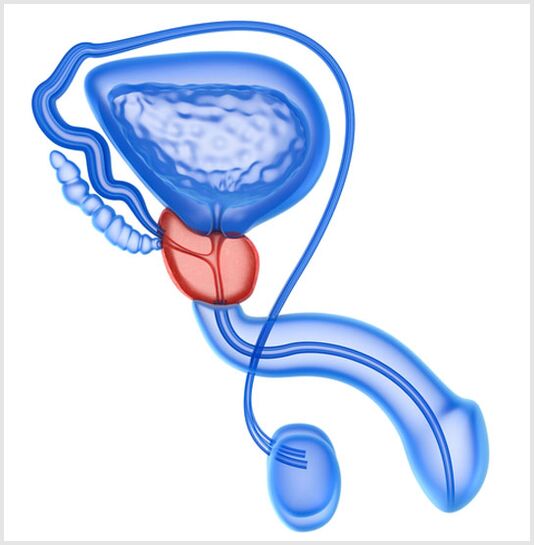Prostate